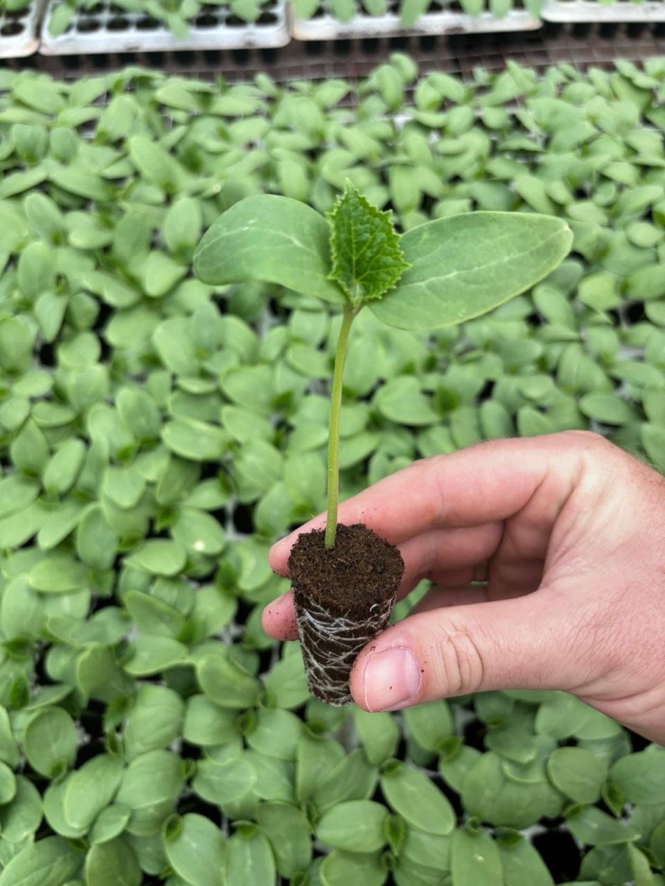 Semilla y plantín